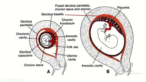 태반 형성 Placental Development 네이버 블로그