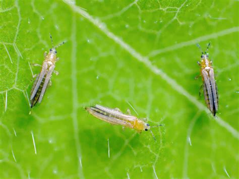 Thrips Life Cycle