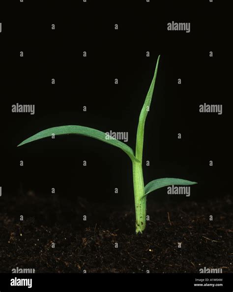 Large Crabgrass Digitaria Sanguinalis Seedling Plant Stock Photo Alamy
