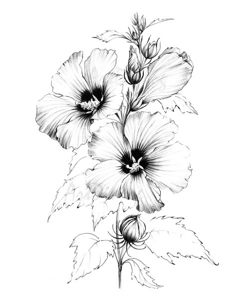 Hibiscus Sketch Line Drawing Coloring Page Clipart Large Botanical