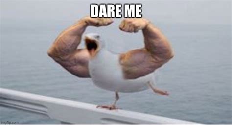 Muscle Arms Duck Imgflip