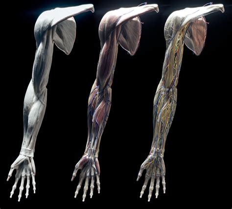 Anatomy Of The Upper Limb Big5 Studio