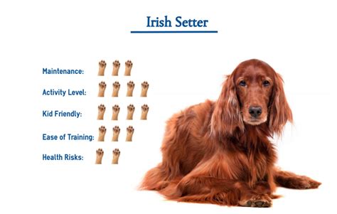 Irish Setter Dog Breed Everything You Need To Know At A Glance