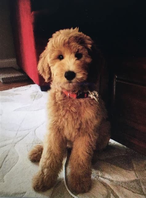 (yes, doodle love even cuts across party lines.) goldendoodles are loved for a variety of reasons — appearance, personality, intelligence — and these are all hallmarks of the teddy bear goldendoodle, plus some. The gallery for --> Goldendoodle Teddy Bear Cut