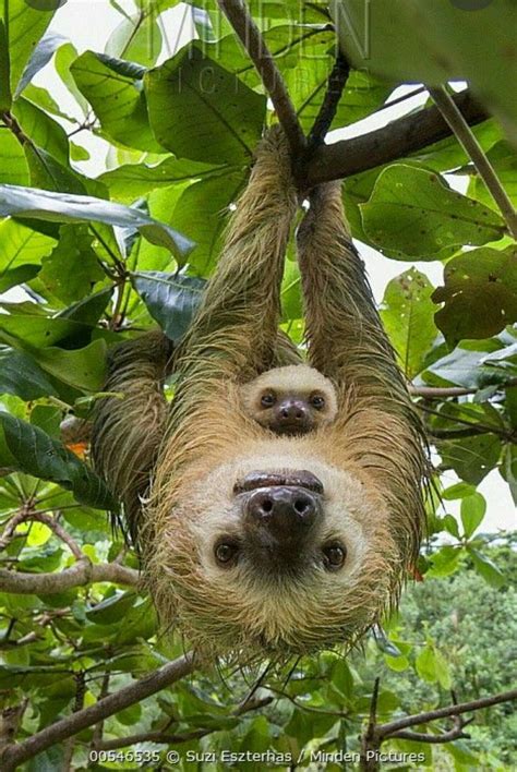 Two Toed Sloths Wallpapers Wallpaper Cave