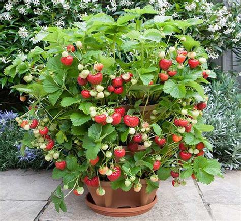 8 Best Berries To Grow In Containers Siamsay