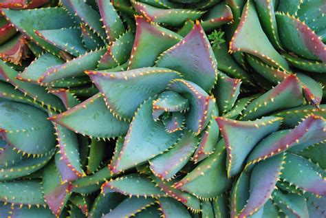 14 Unusual Aloe Types For Your Frost Free Garden