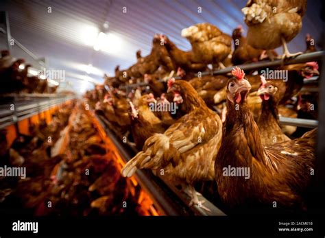 Chicken Farming Chickens Being Raised For Their Eggs On A Poultry Farm These Hens A Breed Of