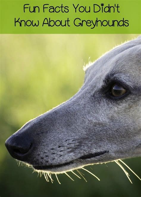 Fun Facts About Greyhounds You Probably Didnt Know Dog Facts Grey