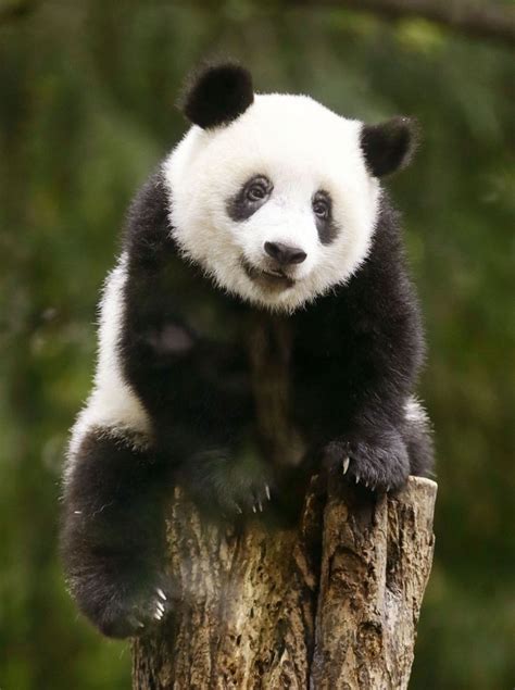 Pin On Cute Pandas