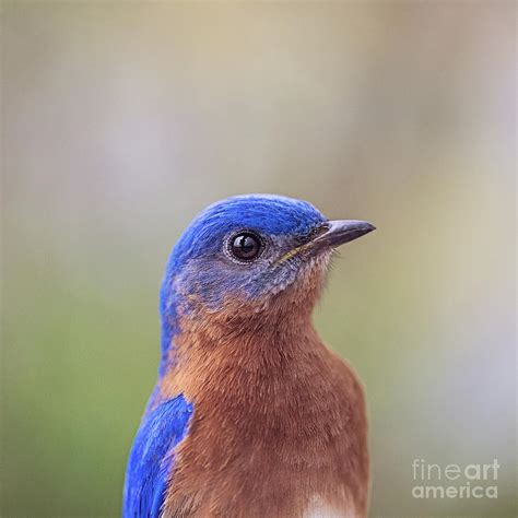 Portrait Of Male Eastern Bluebird Square Photograph By Scott