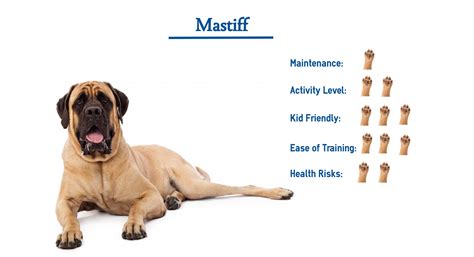 Mastiff Dog Breed Everything You Need To Know At A Glance
