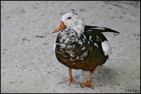 White Winged Wood Duck Page