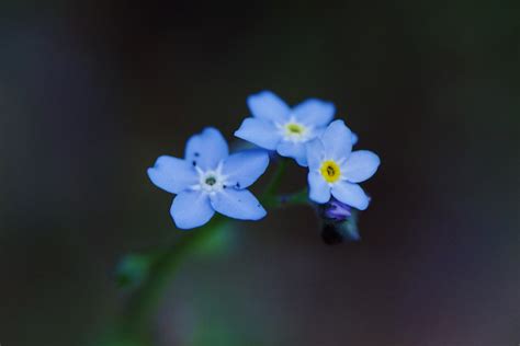 Free Images Blossom Flower Petal Blue Flora Wildflower Close Up