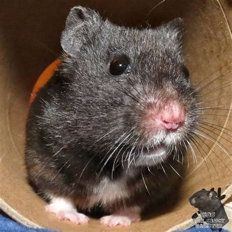 They come in a variety of colors, and live up to 3 syrian hamsters are best kept on their own, rather than in pairs or groups. Beautiful Syrian hamster in 2020 | Cute hamsters, Hamster ...
