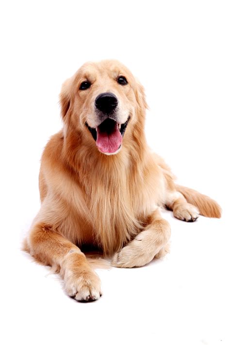 Golden Retriever Pictures by Age - Dog | Golden retriever, Dogs golden retriever, Pet dogs