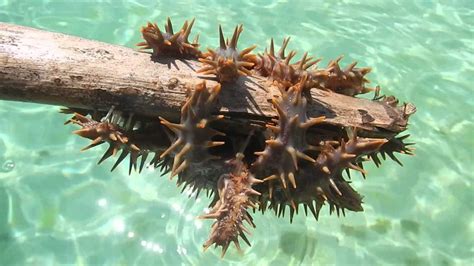 Crown Of Thorns Starfish Everything You Should Know About Them