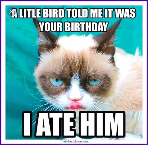 Happy Birthday Memes With Funny Cats Dogs And Animals Grumpy Cat