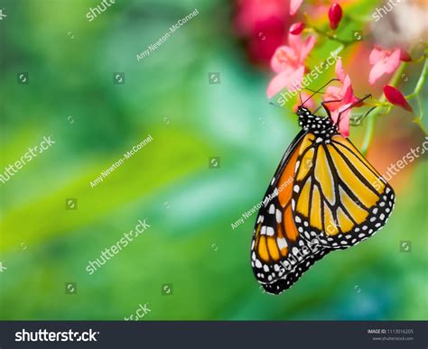 Closeup Monarch Butterfly Danaus Plexippus Upsidedown Stock Photo