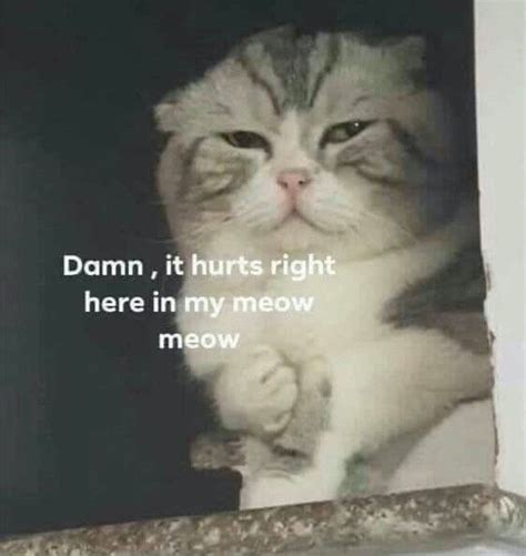 Damn It Hurts Righthere In My Meowmeowmymeowmeowinrighthereit表情
