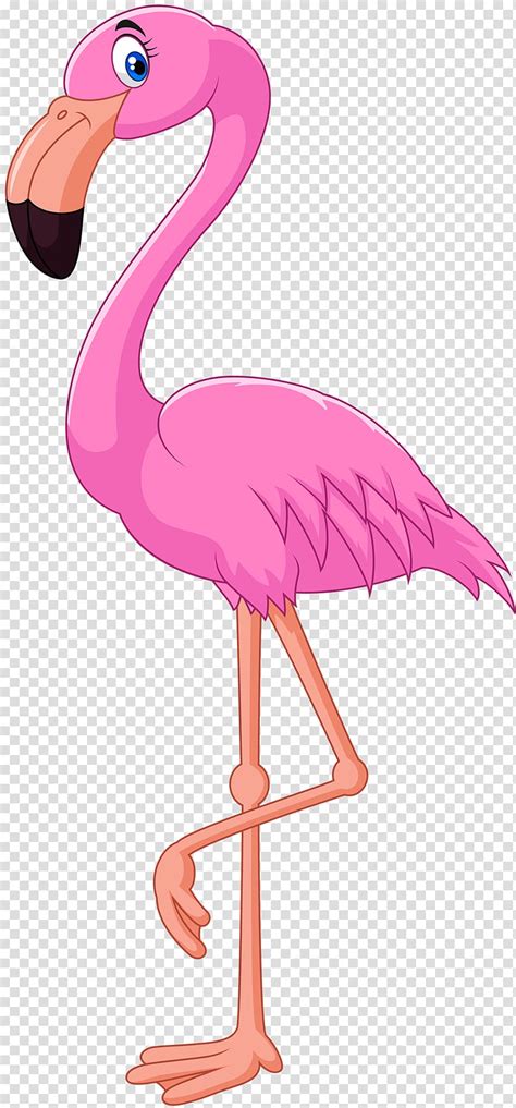 Free Download Pink Flamingo Illustration Cartoon Flamingo Bird