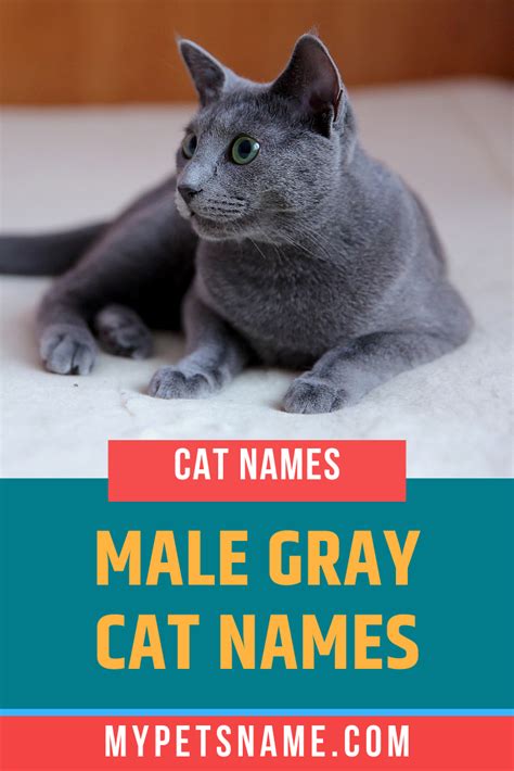 Tabby Cat Names Grey