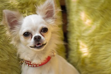 Pure White Chihuahua Puppies For Sale Chihuahua Chihuahua Breeds