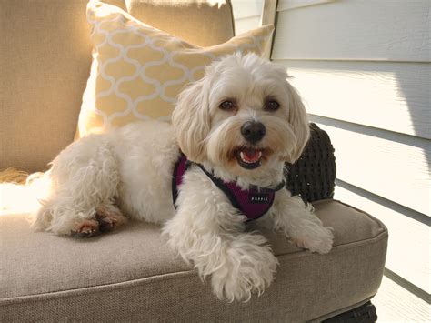 How To Train An Excited Havanese To Stop Barking And Behave When Guests