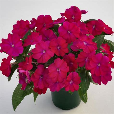 Sunpatiens Compact Royal Magenta Impatiens