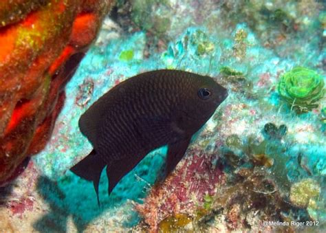 Dusky Damselfish Bahamas Reef Fish 34 Rolling Harbour Abaco