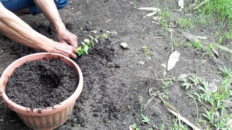 Pokok bidara merupakan jenis tumbuhan kecil atau pokok sederhana besar yang mampu tumbuh sehingga ketinggian 15 meter. Cara menanam bibit bidara arab di pot, jual pohon bidara ...