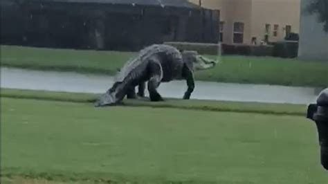This Monster Florida Gator Doing A High Walk Looks Fake But Is