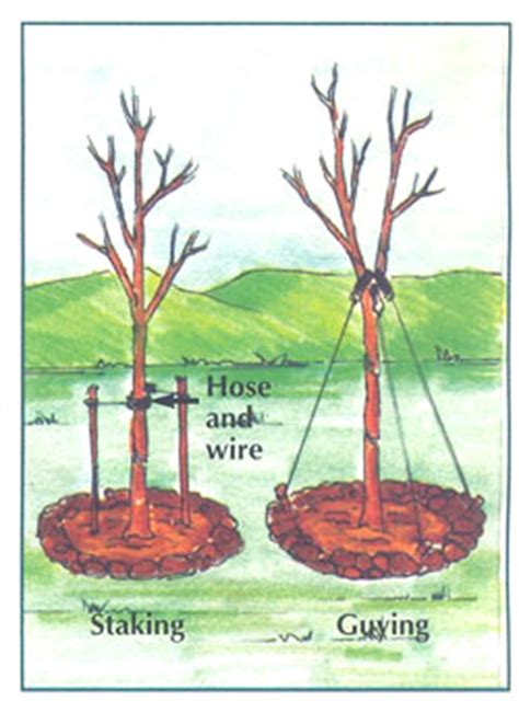 What Chemical Will Kill A Small Tree - How To Secretly Poison A Tree