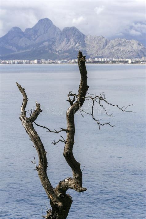 Mountain And Sea Views Behind A Dried Up Tree Stock Image Image Of