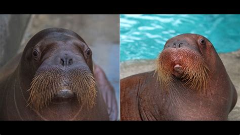 Indianapolis Zoo Welcomes 2 New Walruses