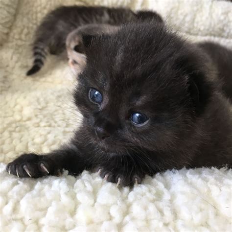 Blue Eyed Kittens For Adoption