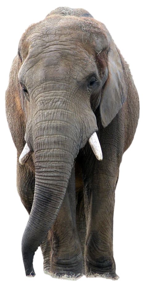 African Elephant Png Png Image Collection