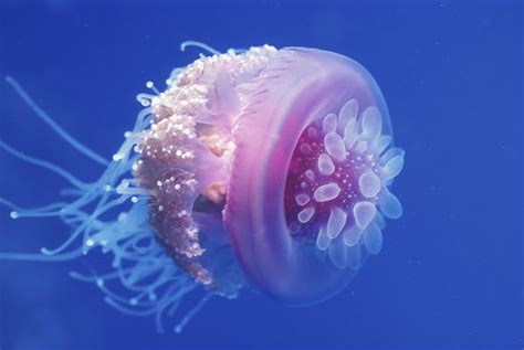 Crown Jellyfish On Tumblr