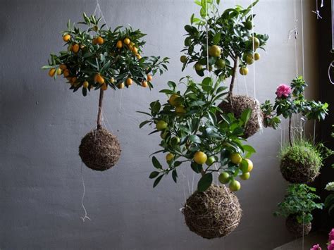 Diy String Gardens Hang Out Your Flowers