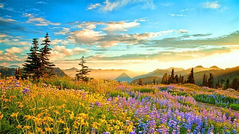 1920x1080px Free Download Hd Wallpaper Valley Of Flowers National
