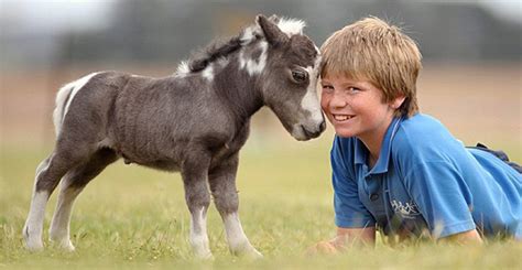 Miniature Horses As Service Animals Anything Pawsable