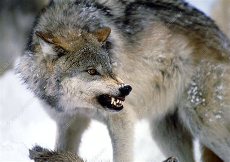 Grey Wolf With A Kill Stock Image Z9320033 Science Photo Library