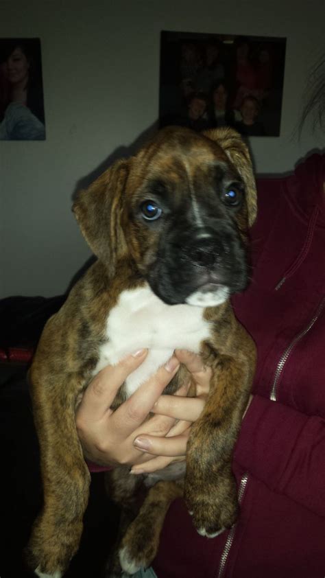 Find out which vaccinations your puppy should receive, how much vaccinations cost, what a standard puppy vaccination in order to keep them happy, healthy, and safe, it is very important that you take the time to get your puppy vaccinated, and it is not something that you will regret. Brindle boy boxer puppy 8 weeks old | Telford, Shropshire ...