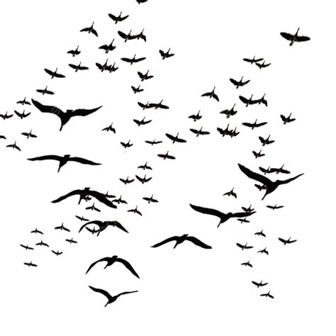 Birds Flying A Group Of Birds Bird Flying Bird Flying Birds Png