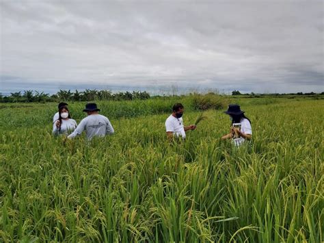 Prospective Tarlac Seed Growers Join Inbred Rice Production Training
