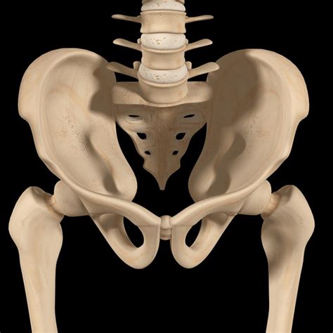 Huesos De La Pelvis Esqueleto Humano