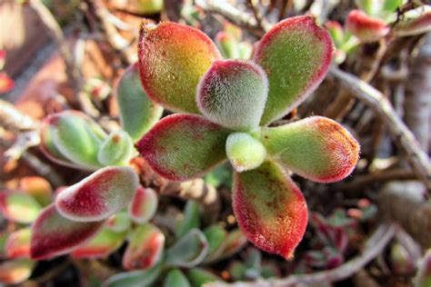 Fuzzy succulents succulent plants with fuzzy velvety leaves. Succulents make wonderful container and low-maintenance ...