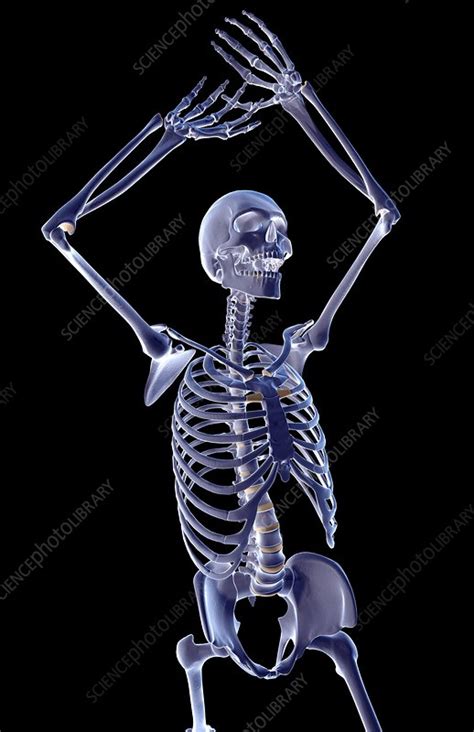 Skeleton Movement Pose Stock Image C0083078 Science Photo Library