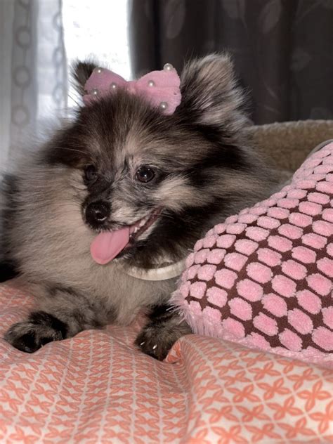 Pomeranian Puppies For Sale Chicago Il 335130