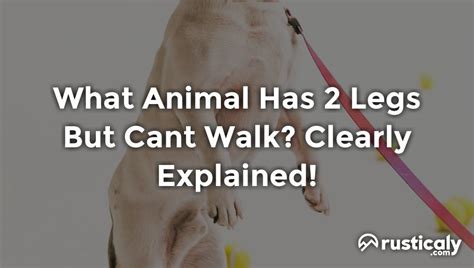 What Animal Has 2 Legs But Cant Walk? (Detailed Guide)